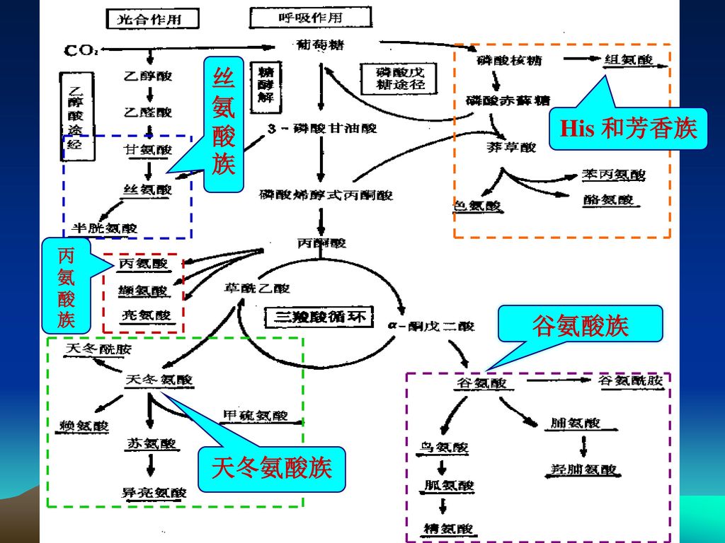 chap 9 蛋白质的酶促降解和氨基酸代谢 1 蛋白质的酶促降解 氨基酸的